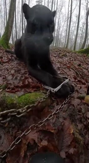 Black Panther Trap Rescue Brave Wildlife Save