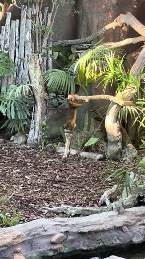 Explore the Beauty of Bioparc Fuengirola in Spain