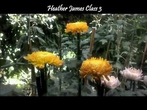 Growing Chrysanthemums: September/October Tasks