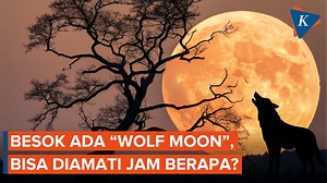 Fenomena bulan purnama super Wolf Moon akan menghiasi langit malam Indonesia di awal tahun 2026. Supermoon ini akan terjadi besok, Sabtu (3/1/2026) malam, hingga subuh 4 Januari 2026. Wolf Moon adalah sebutan untuk bulan purnama di awal tahun, yang bertepatan dengan musim kawin serigala. Tak heran jika fenomena ini identik dengan meningkatnya lolongan serigala di malam hari. Sama seperti fenomena bulan purnama lainnya, Super Wolf Moon akan tampak lebih besar dan terang, dapat disaksikan dengan m