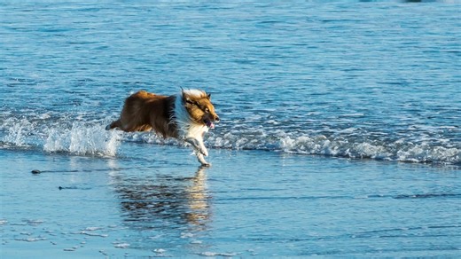 10  Dog-friendly RI beaches where you can take your dog this summer. What to know