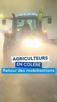 Dermatose nodulaire : les éleveurs protestent contre l’abattage systématique des troupeaux