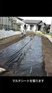 ジャガイモ栽培 ３ 植え付け（後編）