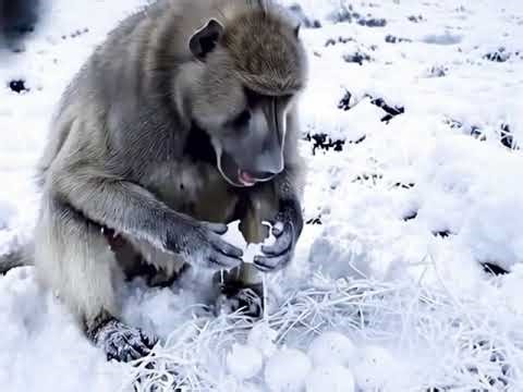 Lions' Revenge !! The End of the Python That Swallowed Their Cub #lion #python