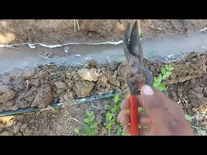 Árboles de Arrayán | Como hacer que crezcan más rapido con podas.