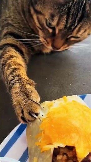 Why does the cat knock everything off the table #shorts