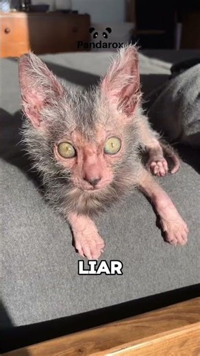 Kucing Kawin Sama Tikus Jadinya Begini 😱