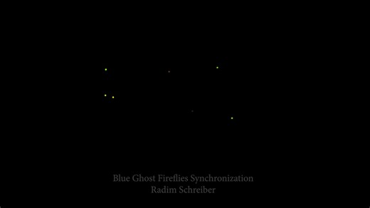 Blue Ghost Fireflies - Dark period (synchronization) This is a 20x speed of footage of Blue Ghost fireflies in North Carolina. You can see their dark periods. I have presented this video at the Firefly International Symposium in Mexico, but it was hard to see on the screen, so here I have enhanced the video and made each firefly brighter and larger, so you can see it better (hopefully even on a phone screen). | Radim Photo