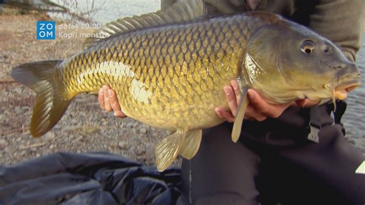 Odborník na rybolov se společně se svými kamarády vydává na dobrodružství po různých místech celého světa za jediným účelem - chytit kapří monstrum! 🎣 Tak se přidejte už dnes ve 20.00 na Prima ZOOM. 🌍 | Prima ZOOM