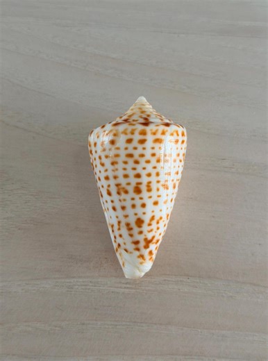 Alphabet Cone Shell (2.3 Inches) + Bonus Shell - Etsy