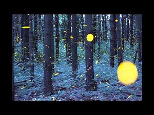 Time-lapse fireflies