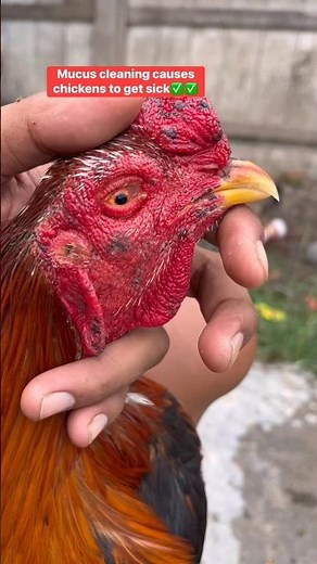 Mucus cleaning causes chicken's to get sick 🐓🐔 #animalcare #aseelroster #chicken #roosterfarm #aseel