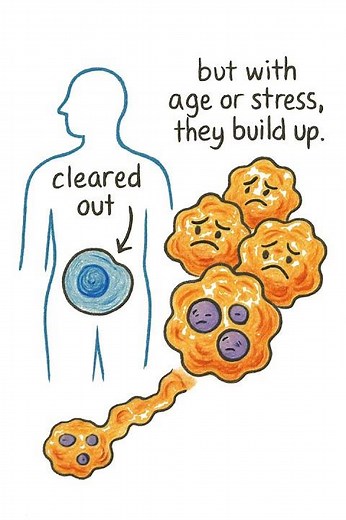 What Are Senescent Cells? Simple Science Breakdown #peptides #science #antiaging
