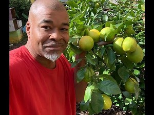 Citrus trees Fertilize and feed organically