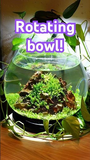 ROTATING planted Fish Bowl! Epic aquascape you never saw before!