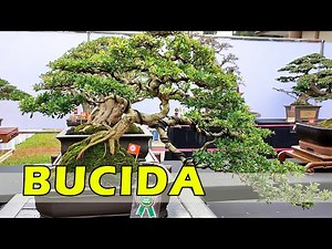 INSPIRASI BONSAI BUCIDA SPINOSA (Black Olive Bonsai) KONTES