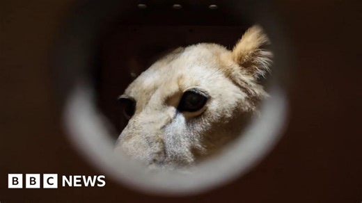 North Korea: Putin gifts Pyongyang zoo with lion, brown bears