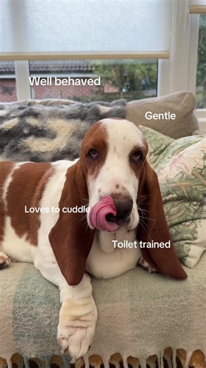 Funny Basset Hound Moments: Cuddles and Quirks