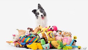 “Genius” Dogs Can Learn Words As Fast As A 1-Year-Old Human