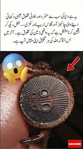 World’s Strangest Spider Looks Like an Alien | Chinese Hourglass Trapdoor Spider