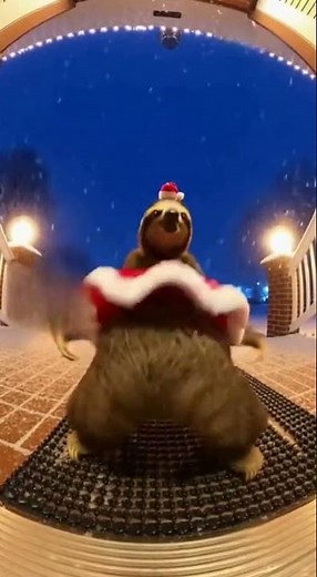 The Christmas Sloth's Dance Moves 🎅🦥 #funny #comedy #memes #viral