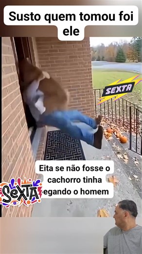 Cachorro percebeu logo | nine nine