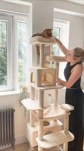 700K views · 2.6K reactions | AD: Building my cat his new amazon cat tree 懶 linked on my storefront 﫶 #cattree #amazonfinds #cats #catessentials #catfinds #orangecat #catsotinstagram #catlovers | Roo’s Home | Facebook