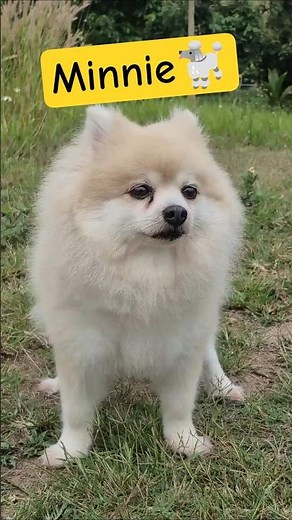 Mi hermoso Pomerania blanco🐩 #perros #shorts #pomeranian #animallovers #cutedog