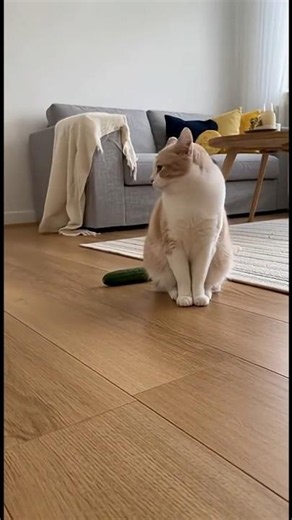 This Cat Saw a Cucumber and Got Shocked! 🥒🐱 #shorts #funnycats