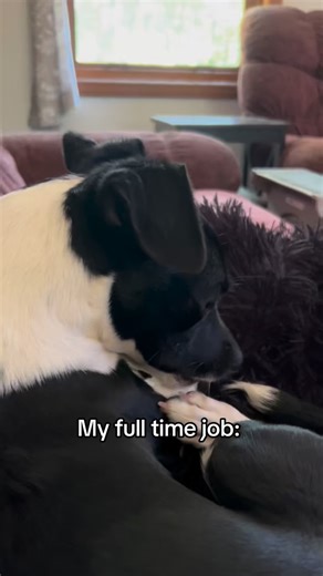 Pockets on Instagram: "Got employed by the factory as a Quality Control Expert 🏭 Specialty: creating the Frito Feet™ smell. No training required. Talent provided naturally. 😌🐾 #chihuahua #fritofeet #qualitycontrol #natural #doghumor"