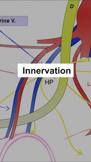 Lymphatic Drainage and Innervation