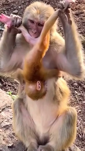 1.5K views · 19 reactions | The mother monkey holds the baby monkey and bites the baby monkey's leg #babymonkey #cutebabymonkey #adorablemonkey #cutemonkey #videomono #monkeyaction #monkey #bbmonkey #human #apes | Baby Monkey | Facebook