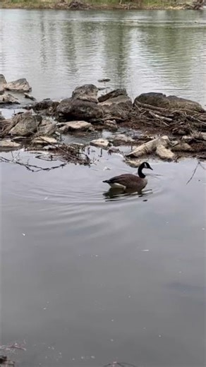 Nice day to swim alone and grasp the spirit of watching