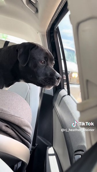 Sorry @MrBeast … nothing personal, we really do like your beast box at @Zaxby’s! #mrbeast #zaxbys #beastbox #dogsoftiktok #dog #funnydog #mrbeastfans