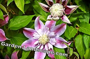 Plants: Multiply roses (rose cuttings) | 2025