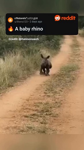 Me running to ask my mom to take my flippers off 💦🤿 🦏 🛟 | Colossal Biosciences