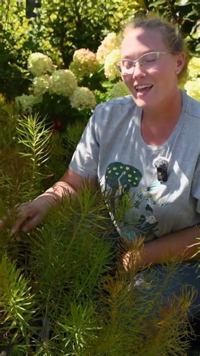 Looking for Deer & Pest Resistance? Amsonia (Blue Star) Has You Covered!