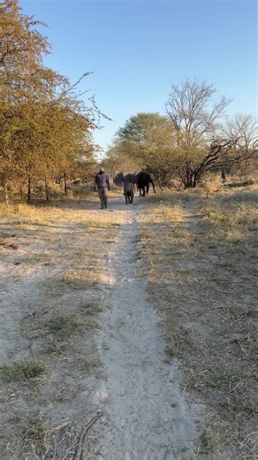 Look who is in the lead of the herd today! Are we surprised? Of course not! www.elephanthavens.org | Elephant Havens Wildlife Foundation