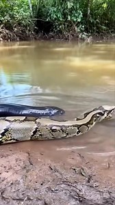 Python vs Electric Eel 🤯⚡️🐍 #animals #wildlife | lana rose