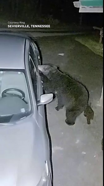 Hungry mama bear smashes into car searching for food for cubs