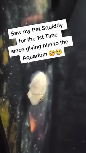 2.3M views · 10K reactions | Little Squiddy Remembered me #fishing #fish #cuddlefish #squid #CoupledUp #pet | Zak Catch Em | Facebook