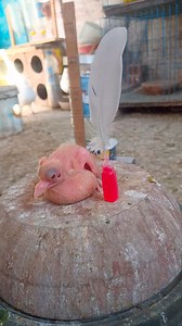 Pypy pigeon hole and good | Soliman Riad