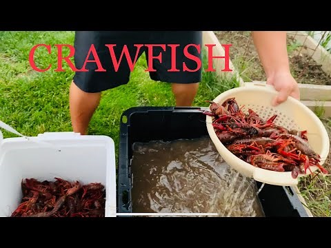 How To Clean Crawfish Before Cooking #crawfish #crayfish #crawfishcleaning #crawdad #purging