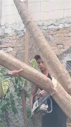 tree cutting skills #shortvideo #woodworking #chainsaw