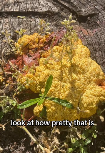 slime mold my beloved 🫶 #slimemold #slime #fungus #mycology #mycologytok #funguswithred #mushrooms