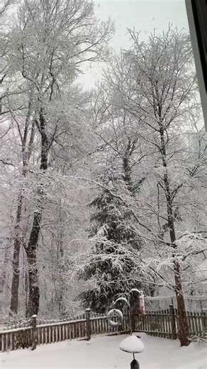 #snowfalling #winterwonder #snowywoods #forest | Discover USA