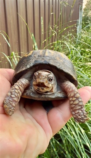 Kitchen Floor Turtle’s Beak Fell Off After 48 Years 😬 | Garden State Tortoise