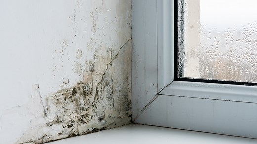 Home pro shares ‘simplest’ way to tackle condensation & mould for just a quid