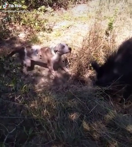 Bay dog 🐶 #huntingdog #hunting #wildhog #bayedup #baydog #hogdog #catahoula #fyp #foryoupagee #outdoors