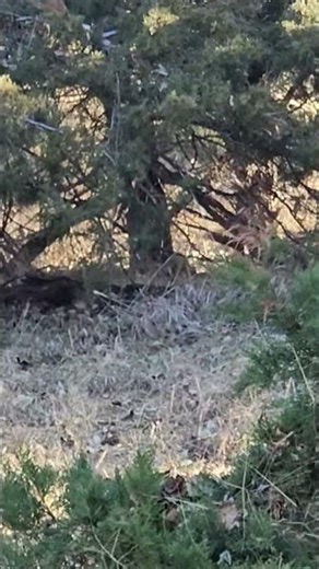 Rabbit hunt #hunting #airgun #rabbithunting